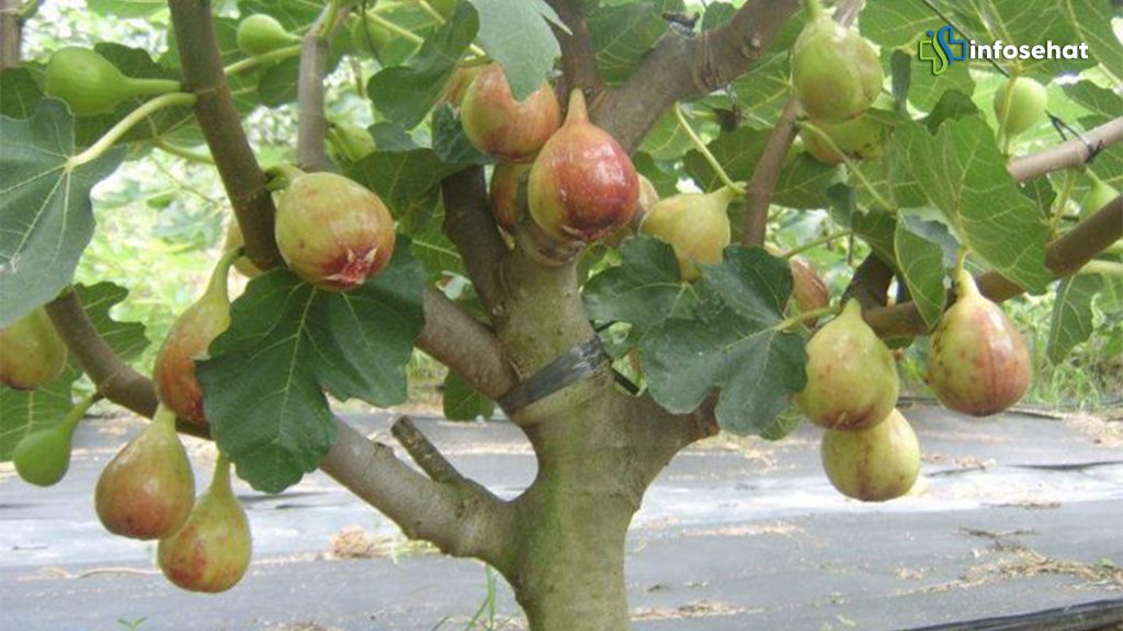 Buah Tin: Penyembuh Alami untuk Berbagai Masalah Kesehatan