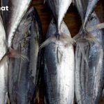 Ikan Bermerkuri Tinggi: Jenis dan Cara Menghindarinya