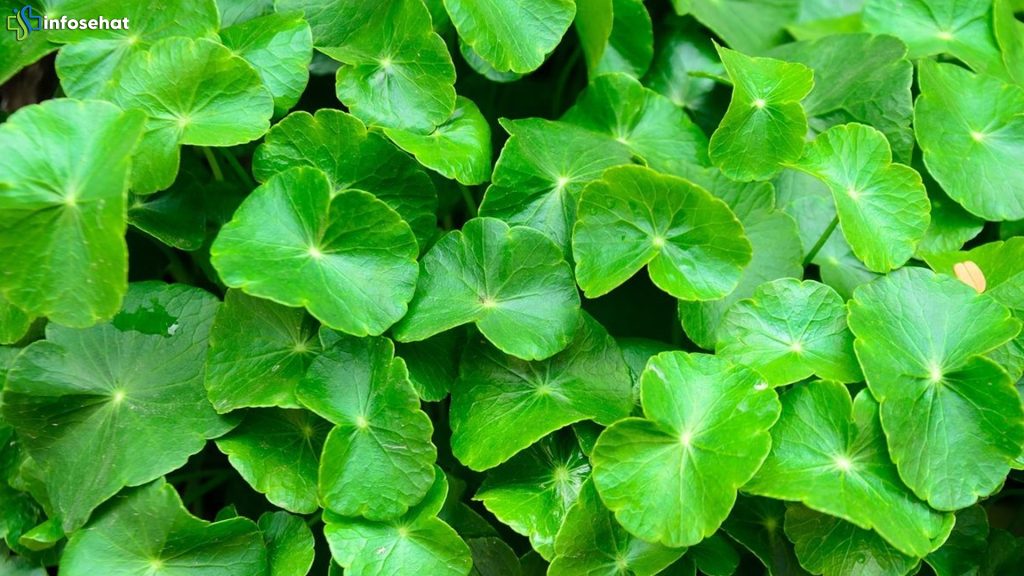 Daun Pegagan: 3 Cara Melindungi Hati Remaja dengan TB