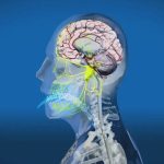 Jangan Kaget! 4 Organ Tubuh Paling Cepat Menua Seketika