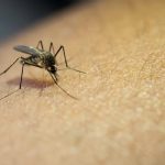 Jawa Barat Jadi Fokus Kasus Suspek Chikungunya 2025 Naik 60%