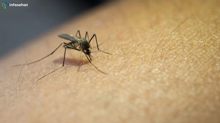 Jawa Barat Jadi Fokus Kasus Suspek Chikungunya 2025 Naik 60%