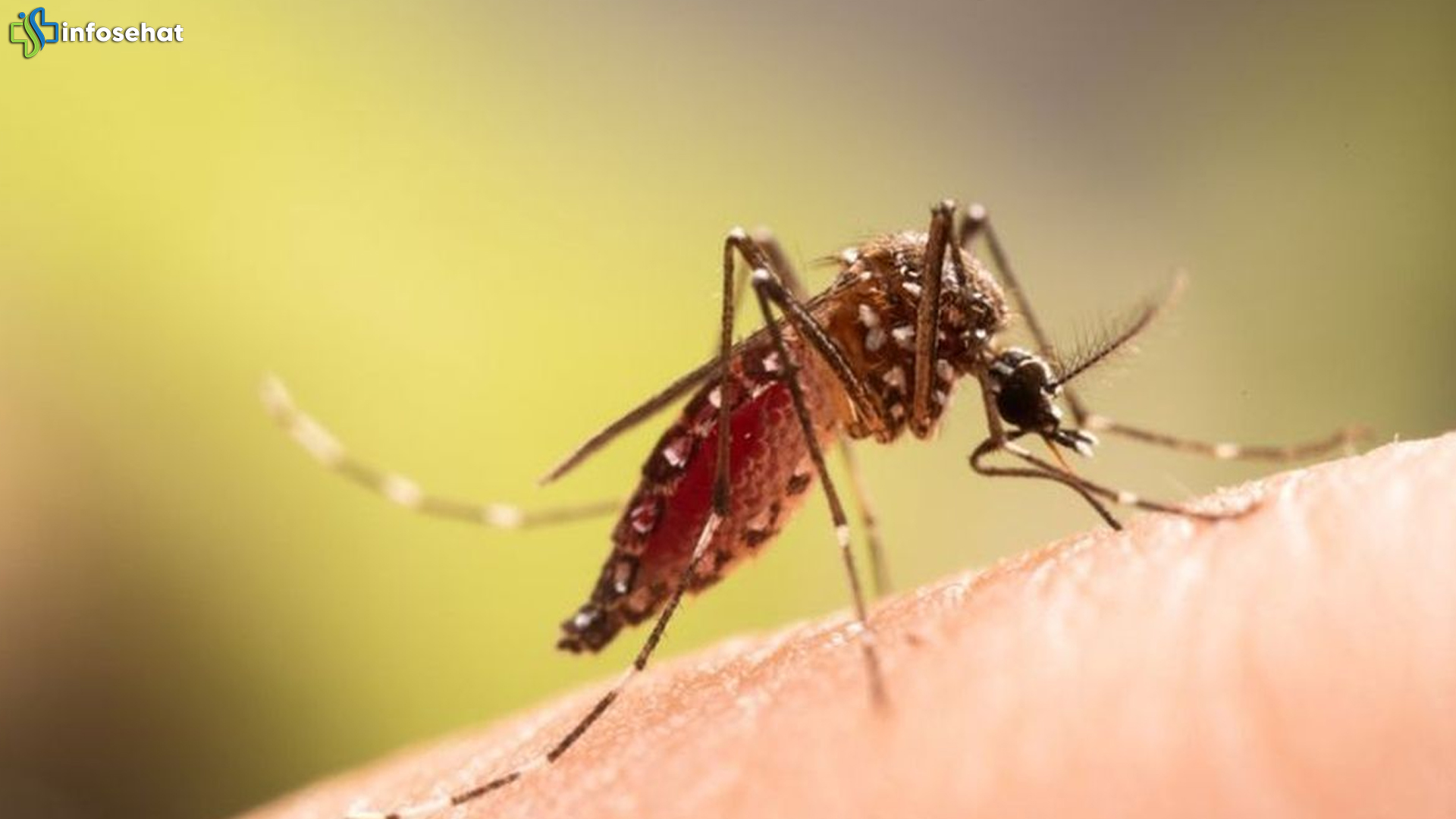 Jawa Barat Jadi Fokus Kasus Suspek Chikungunya 2025 Naik 60%