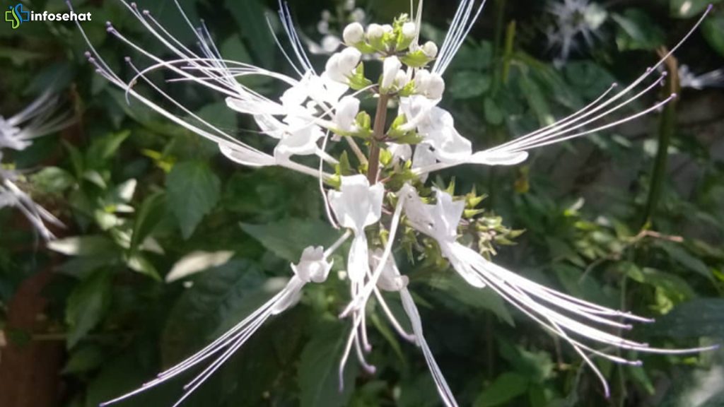 Tepatnya Kumis Kucing Efektif: 4 Fakta Menurut Ahli Herbal