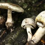 Puluhan Warga AS Sakit Hati Setelah Mengonsumsi 4 Varian Jamur Beracun